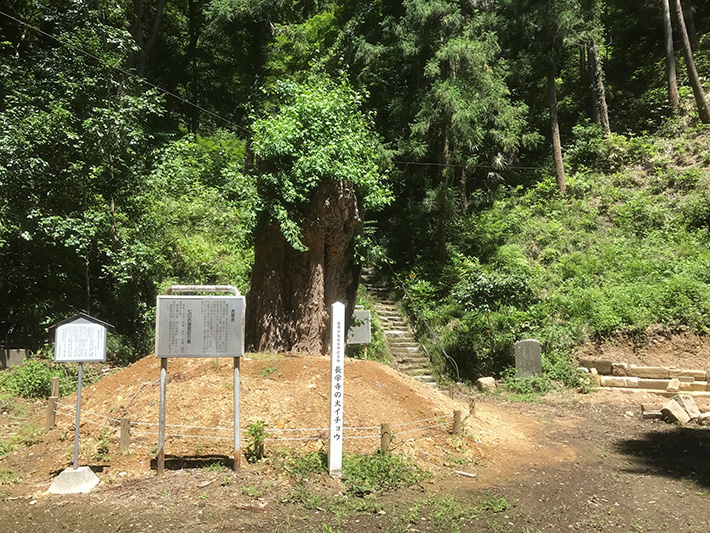 平成30年の大銀杏