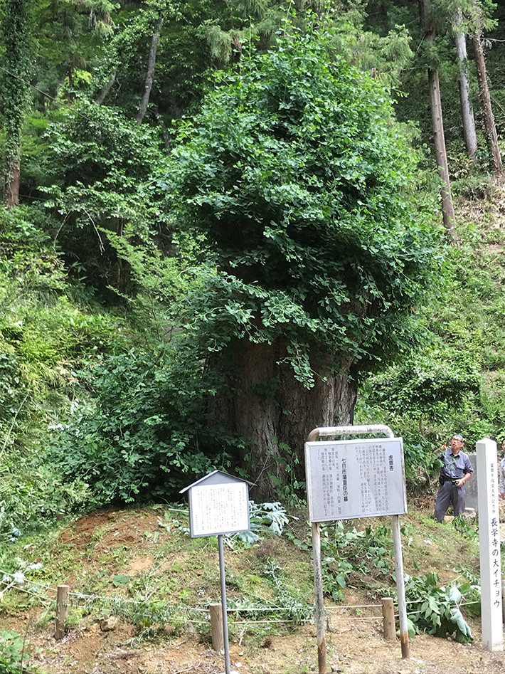 平成31年の大銀杏