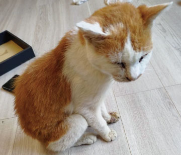 ペットを捨てることは違法です！